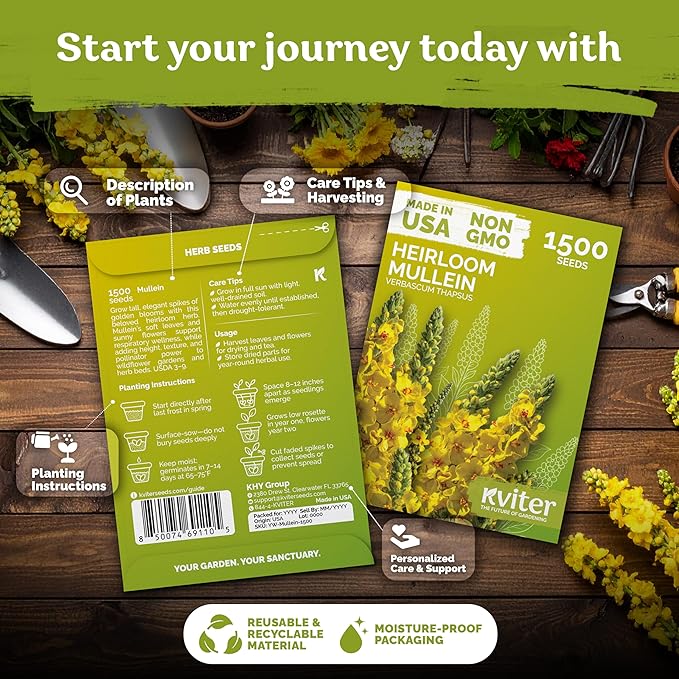 KVITER 1,500 Mullein Seeds for Planting (Verbascum Thapsus) – Mullein Herb, Heirloom Seed Non GMO Organic – Ideal for Herb Garden – US Grown Herbs Flower Seeds