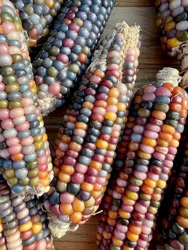 Plant Good Seed Organic Glass Gem Corn Seeds for Planting: Ornamental Rainbow Ears, Translucent Kernels - 50 Seed Packet