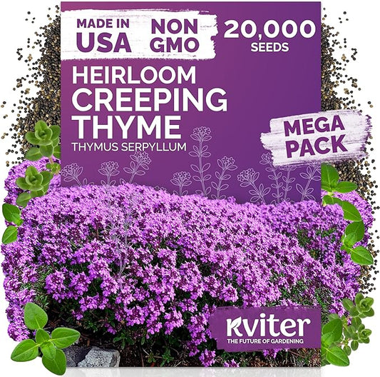 KVITER 20,000 Creeping Thyme Seeds (Thymus Serpyllum) – Wild Thyme, Aromatic Ground Cover, Purple Perennial Flower Seed Packets – Great Non GMO Herb Seeds for Outdoor Garden, Landscapes & Paths