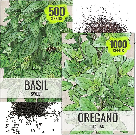 Seed Needs Sweet Basil & Italian Oregano Seeds for Planting Fresh Kitchen Herbs - Non-GMO Heirloom & Untreated Perennial & Annual Herb Seed to Plant a Culinary Garden Indoors or Outdoors (2 Pack Duo)