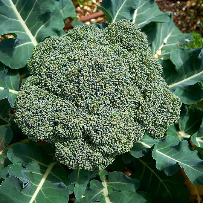 Purely Organic Broccoli Seeds (Waltham 29) - Approx 750 Seeds - USDA Organic, Non-GMO, Open Pollinated, Heirloom, USA Origin