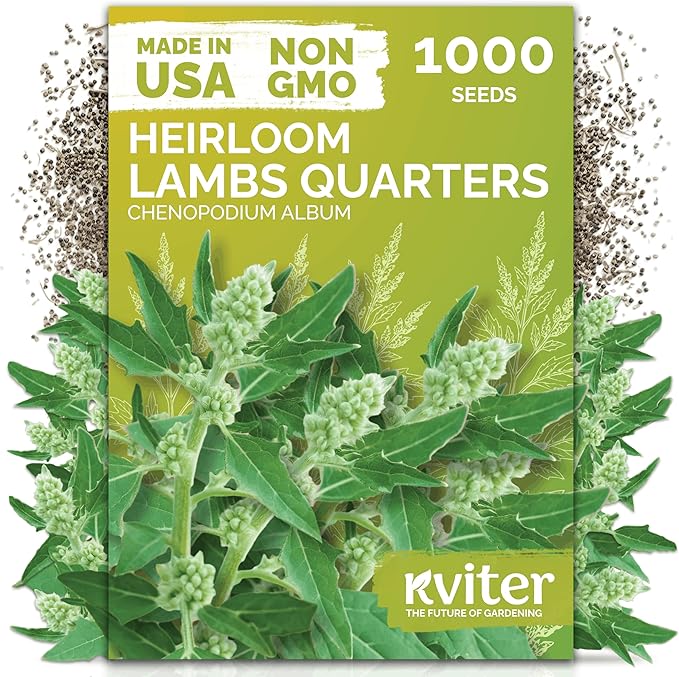 KVITER 1000 Lambs Quarters Seeds (Chenopodium Album) - Goosefoot, Wild Spinach, Edible Leaves, Heirloom Herbs Seed, Non GMO - Annual Herb Seeds in Seed Packets for Outdoor Gardens or Raised Beds