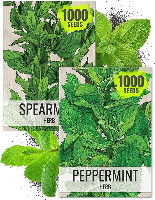 Seed Needs Mint Seeds for Planting Spearmint & Peppermint - Non-GMO Heirloom & Untreated Herb Seed to Plant an Indoor/Outdoor Culinary Medicinal Garden (Collection of 2 Packets)