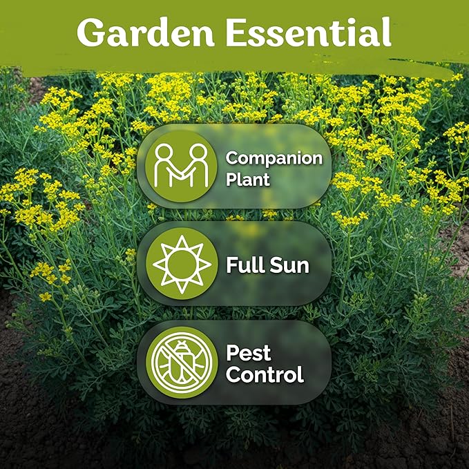 KVITER 500 Common Rue Seeds (Ruta Graveolens) - Rue Herb, Drought Tolerant, Perennial Heirloom Seed - Medicinal Herb Seeds in Seed Packets for Outdoor Garden, Garden Beds and Containerss