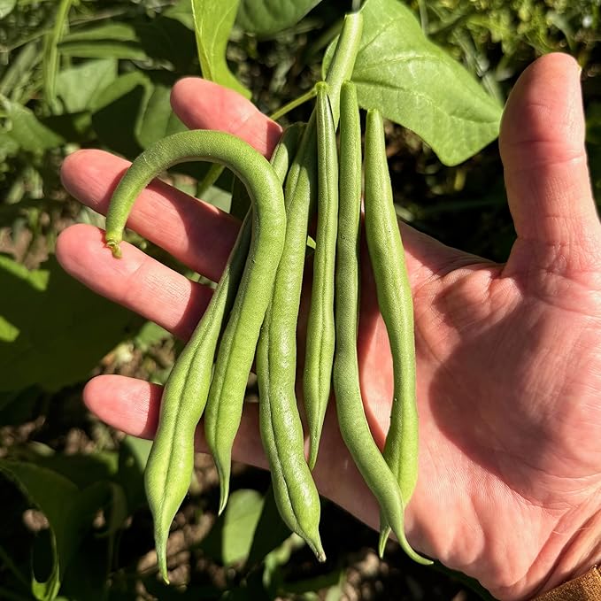 Plant Good Seed Organic Jade Bush Bean Seeds for Planting: Heirloom Vegetable, Green Pods - 25 Seed Packet