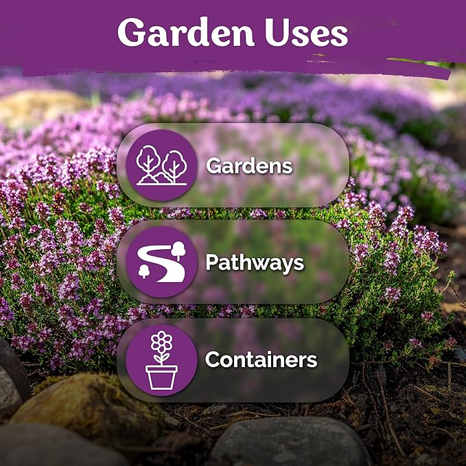 KVITER 20,000 Creeping Thyme Seeds (Thymus Serpyllum) – Wild Thyme, Aromatic Ground Cover, Purple Perennial Flower Seed Packets – Great Non GMO Herb Seeds for Outdoor Garden, Landscapes & Paths
