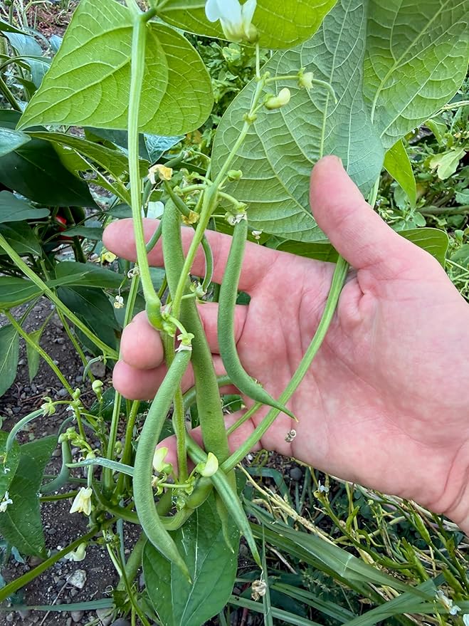 Plant Good Seed Organic Jade Bush Bean Seeds for Planting: Heirloom Vegetable, Green Pods - 25 Seed Packet