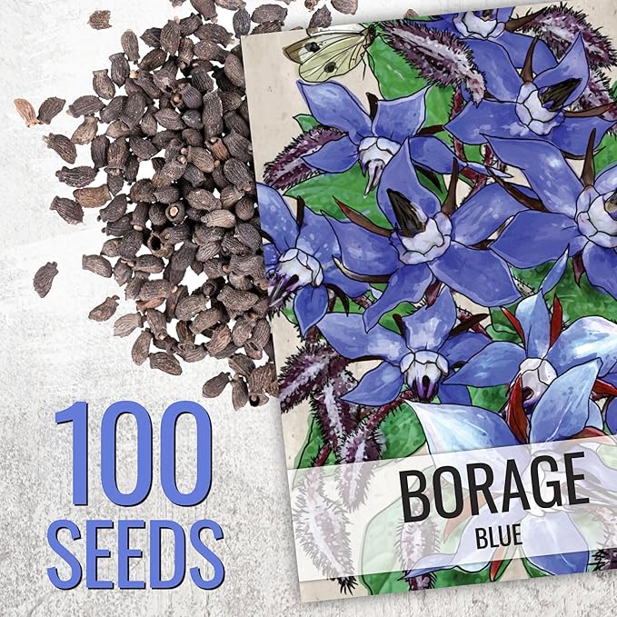 Seed Needs Borage Seeds for Planting Blue and White Star Flowers - Non-GMO Heirloom & Untreated Garden Seed to Plant an Indoor/Outdoor Garden - Attracts Pollinators (Collection of 2 Packets)