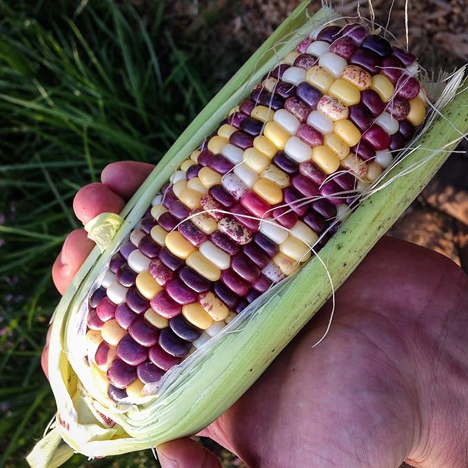 Plant Good Seed Organic Festivity Sweet Corn Seeds for Planting: Heirloom Vegetable, Rainbow Kernels - 30 Seed Packet