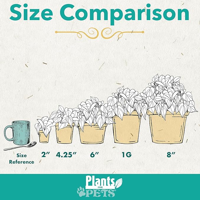 Marble Queen Pothos Plant in 4 Inch Planter Pot for Plants, Low Light Plants Live Houseplants, Pothos Live Plant Decor, Live Plants Indoor Plants Live Houseplants Live Indoor Plants by Plants for Pets