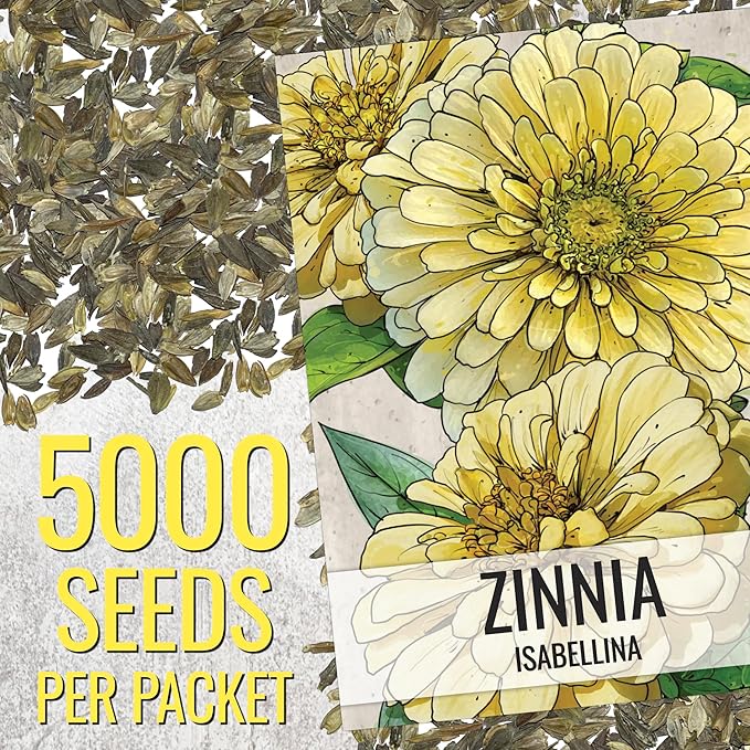 Seed Needs Zinnia Seeds Isabellina Yellow Variety Fast Blooming | 5,000+ Heirloom & Open Pollinated Seeds | Annual Cut Flowers Large Blooming | Bulk