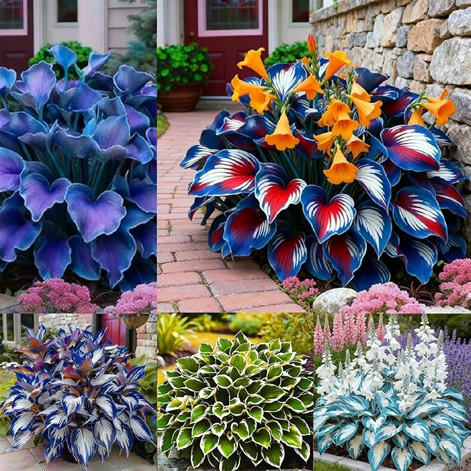 Hosta Seeds for Planting, 310+ Mixed Rare Hosta Seeds, Perennial Flower Palnts, Non-GMO Heirloom Hosta Flower Seed for Home Garden Outdoor