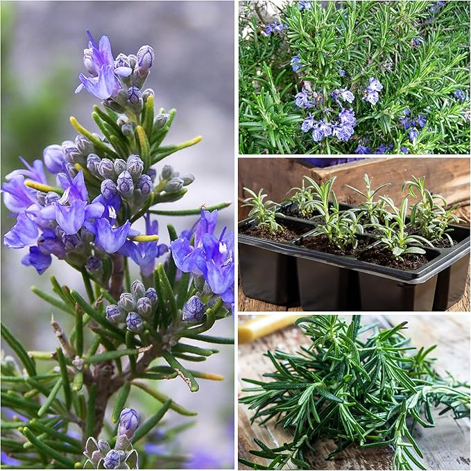 Seed Needs Rosemary & Sage Seeds for Planting Fresh Kitchen Herbs - Non-GMO Heirloom & Untreated Perennial Herb Seed to Plant a Culinary Garden Indoors or Outdoors (2 Pack Duo)