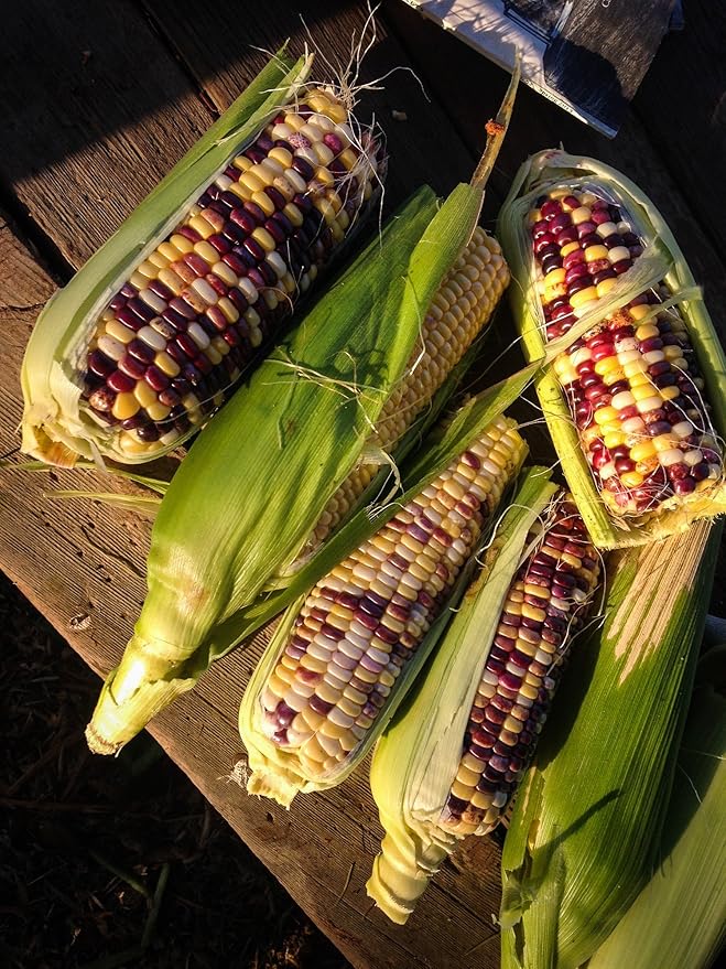 Plant Good Seed Organic Festivity Sweet Corn Seeds for Planting: Heirloom Vegetable, Rainbow Kernels - 30 Seed Packet