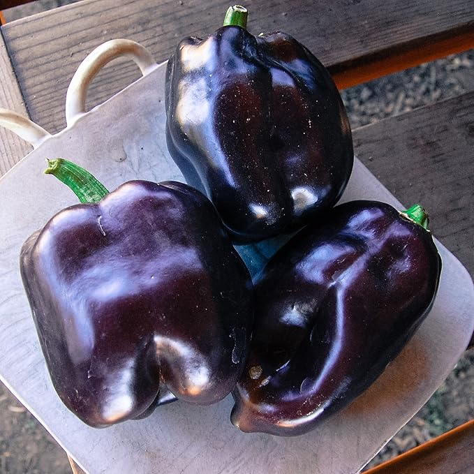 Seeds Sweet Pepper Oda Purple Bell Heirloom Vegetable for Planting Non GMO