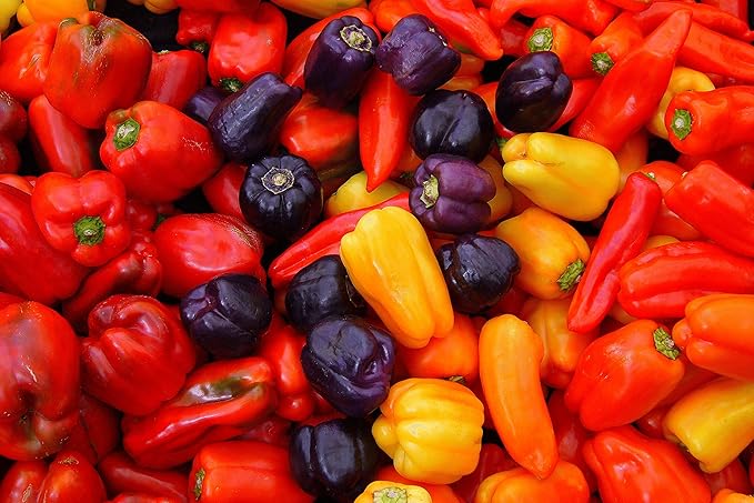 Seeds Sweet Pepper Oda Purple Bell Heirloom Vegetable for Planting Non GMO