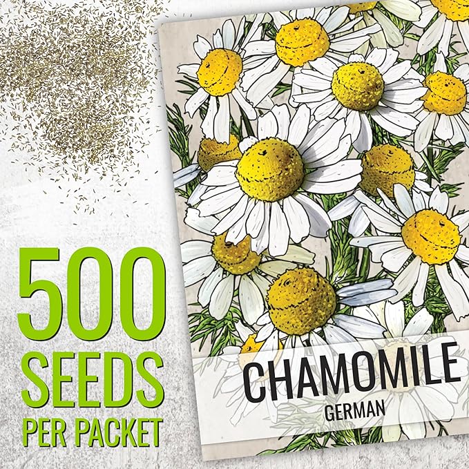 Seed Needs Chamomile Seeds for Planting German & Roman Chamomile - Non-GMO Heirloom & Untreated Herb Seed to Plant an Indoor/Outdoor Culinary Medicinal Garden (Collection of 2 Packets)
