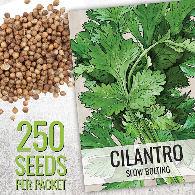 Seed Needs Coriander Seeds for Planting Culantro & Cilantro - Non-GMO Heirloom & Untreated Herb Seed to Plant an Indoor/Outdoor Culinary Medicinal Garden (Collection of 2 Packets)