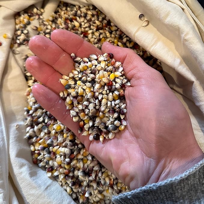 Plant Good Seed Organic Cherokee Long Ear Small Popping Corn Seed - Pack of 100 Heirloom Seeds for Planting Vegetables, Gardening Supplies - Non-GMO, Open Pollinated, from USA