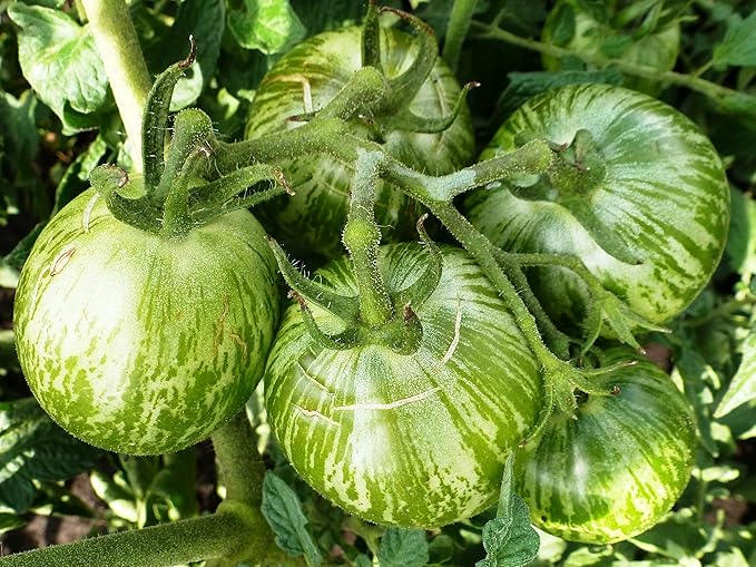 30+ Seeds Zebra Tomato - Vegetable Green