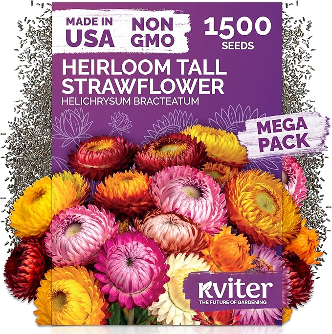 KVITER 1,500 Tall Mix Strawflower Seeds for Planting (Xerochrysum/Helichrysum Bracteatum) — Golden Everlasting Flower, Paper Daisy — Ideal Organic, Heirloom Cut Flower Seeds to Plant Outside & Drying