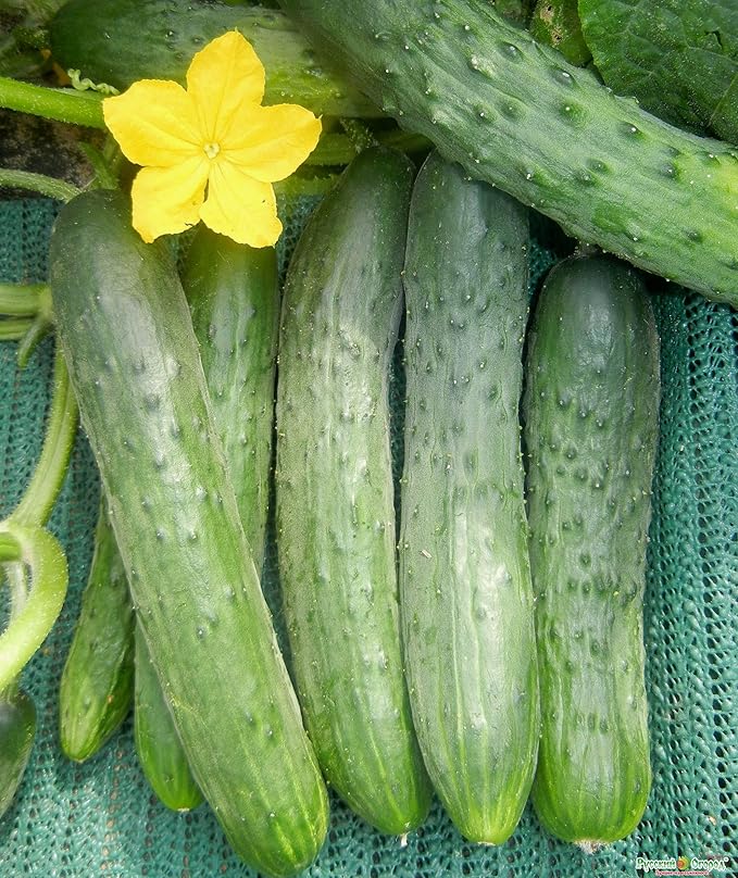 Seeds Vegetable Indoor Cucumber Zozula Self-Pollinating 45 Days All Seasons Vine Plant for Pickling - 10 Seeds