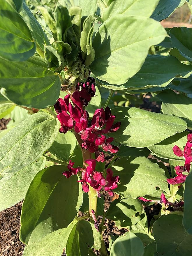 Plant Good Seed Organic Crimson Flowered Fava Bean Seeds for Planting: Heirloom Vegetable, Dark Pink Flowers - 7 Seed Packet