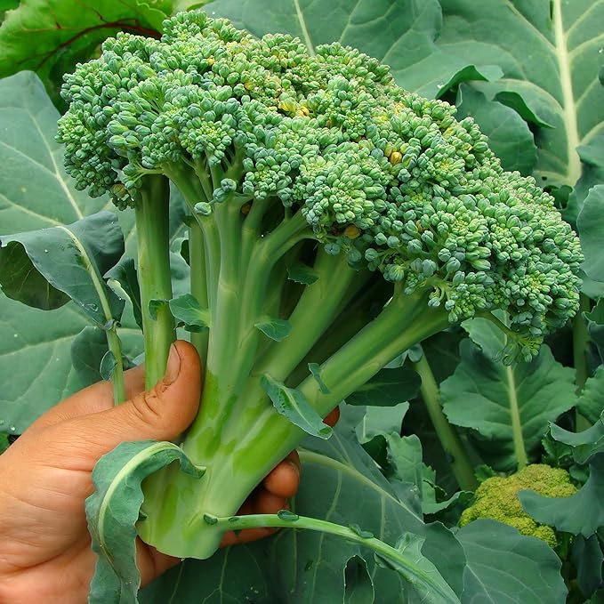 Purely Organic Broccoli Seeds (Waltham 29) - Approx 750 Seeds - USDA Organic, Non-GMO, Open Pollinated, Heirloom, USA Origin