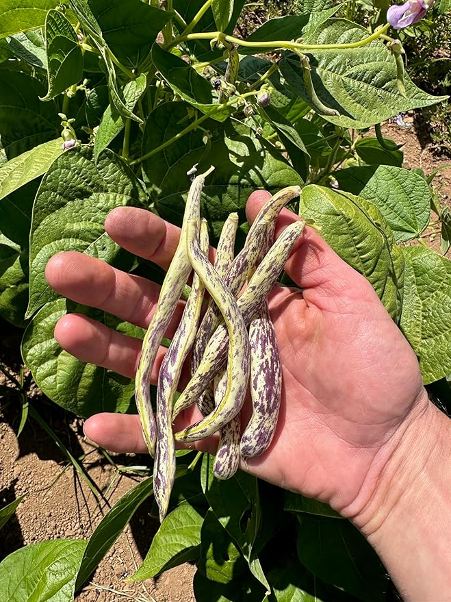 Plant Good Seed Organic Dragon Snap Bean Seeds for Planting: Heirloom Bush Vegetable, White Purple Pods - 18 Seed Packet