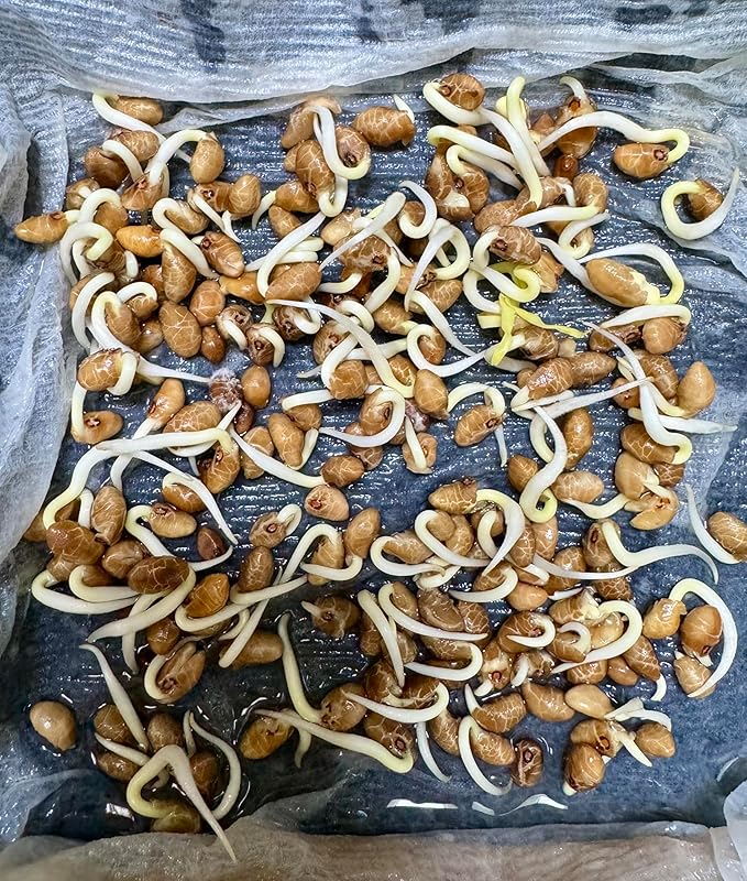 420+ Ong Choy Seeds - Rau Muong La TRE - Kong Xin CAI - Water Spinach Seeds - Organic, Non GMO, 99% Germination Rate - Made in USA, Vegetable for Yard & Garden Planting