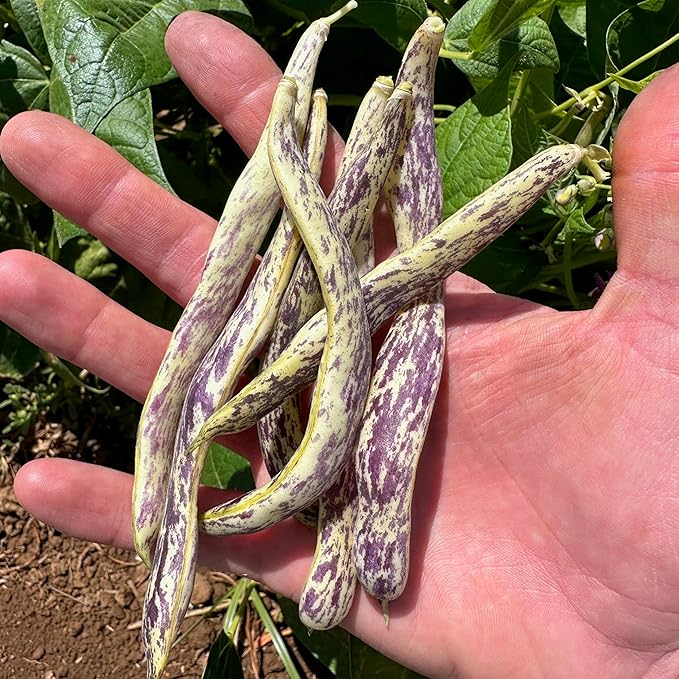 Plant Good Seed Organic Dragon Snap Bean Seeds for Planting: Heirloom Bush Vegetable, White Purple Pods - 18 Seed Packet