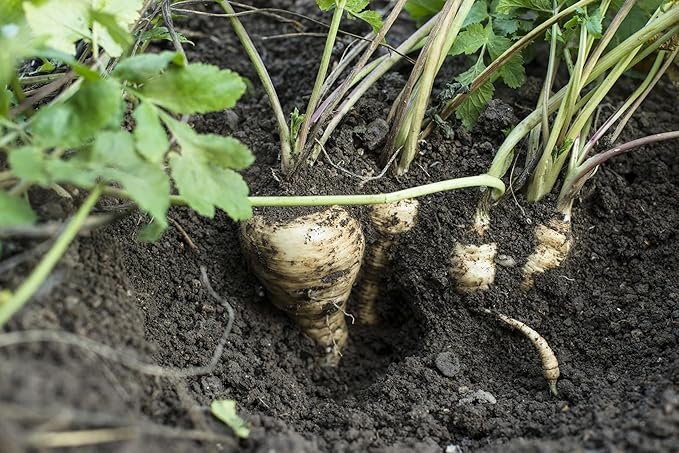 500+ Parsnip Seeds for Planting - All American - Heirloom Non-GMO USA Grown by RDR Seeds