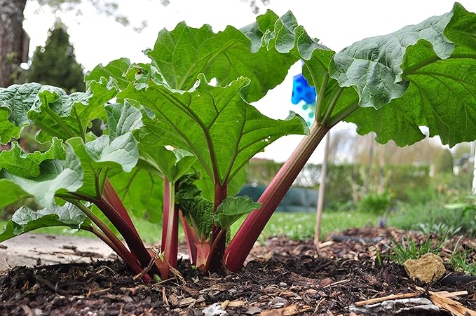30+ Seeds Rhubarb Victoria - Vegetable Red