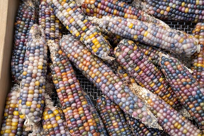 Plant Good Seed Organic Glass Gem Corn Bulk Seeds for Planting: Ornamental Ears, Translucent Kernels - 1,925 Seed Packet (0.5 Pound)