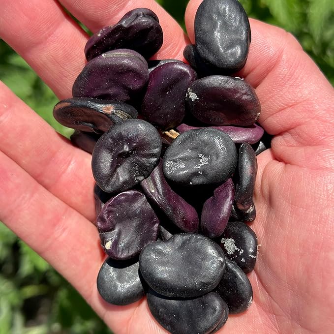 Plant Good Seed Organic Negreta Purple Fava Bean Seeds for Planting: Heirloom Vegetable, Large Dark Violet Beans - 10 Seed Packet