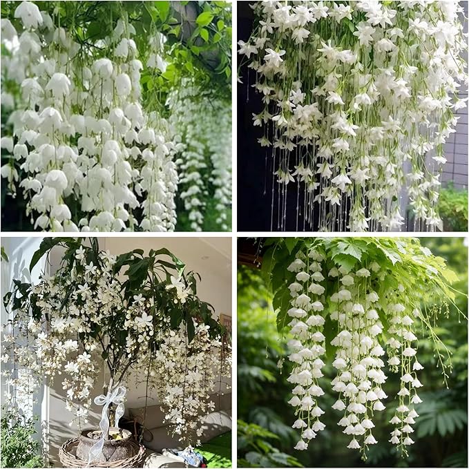 300+ Exotic Climbing Jasmine Flower Seeds for Planting Fragrant Plant Seeds Non-GMO Garden Home Jasmine Garden Balcony Climbing Flower