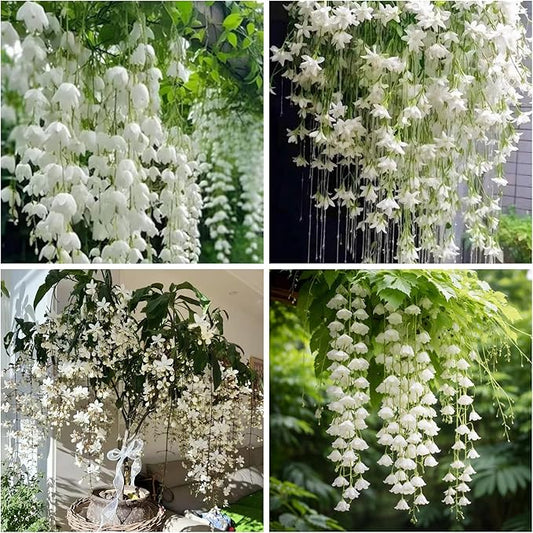 300+ Exotic Climbing Jasmine Flower Seeds for Planting Fragrant Plant Seeds Non-GMO Garden Home Jasmine Garden Balcony Climbing Flower