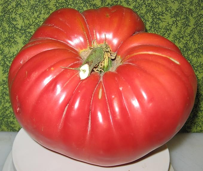 40+ Seeds Giant Beefsteak Tomato - Vegetable Red