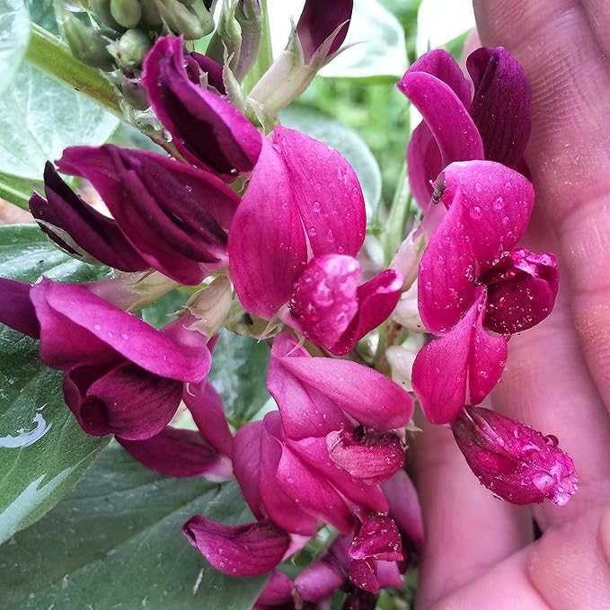 Plant Good Seed Organic Crimson Flowered Fava Bean Seeds for Planting: Heirloom Vegetable, Dark Pink Flowers - 7 Seed Packet