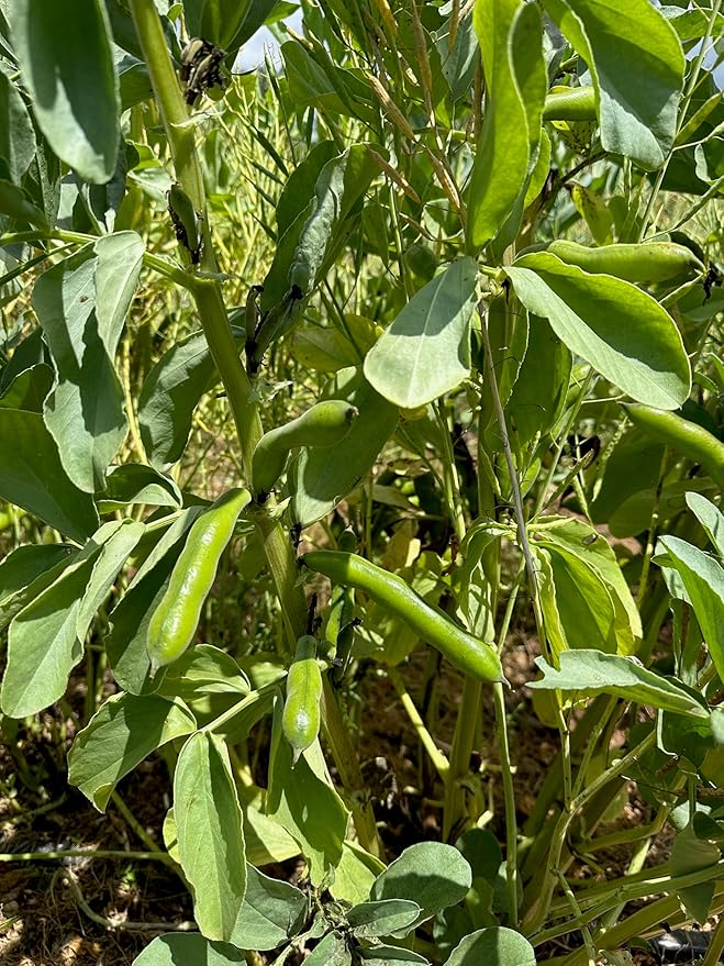 Plant Good Seed Organic Broad Windsor Fava Bean Seeds for Planting: Heirloom Vegetable, Large Green Pods - 10 Seed Packet