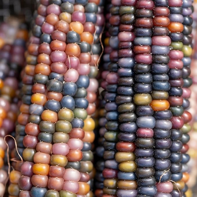 Plant Good Seed Organic Glass Gem Corn Bulk Seeds for Planting: Ornamental Ears, Translucent Kernels - 1,925 Seed Packet (0.5 Pound)