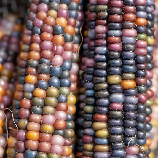 Plant Good Seed Organic Glass Gem Corn Bulk Seeds for Planting: Ornamental Ears, Translucent Kernels - 1,925 Seed Packet (0.5 Pound)