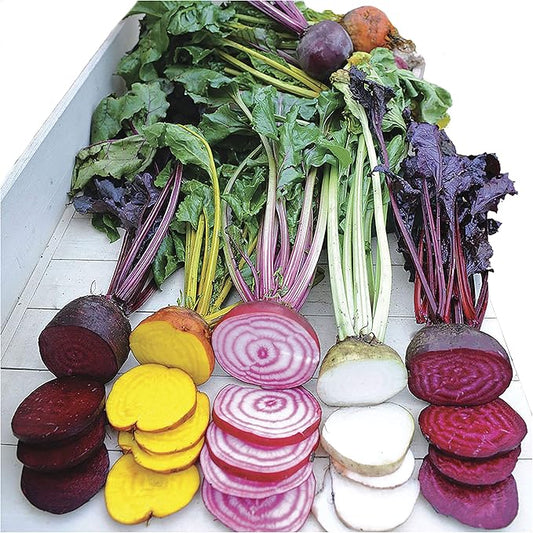 Park Seed Beet Vegatable Plant Seeds, Easy to Grow, Variety of Colors, Spring Garden, Rainbox Mix, Pack of 200