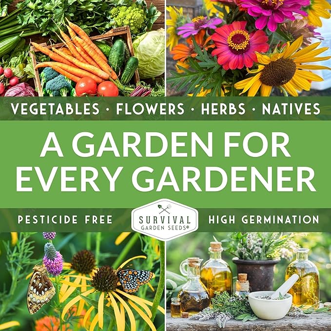Chocolate Cherry Sunflower Seeds for Planting | Rare Burgundy Black Blooms, 6-7ft Giant Non-GMO Heirloom Flower - Survival Garden Seeds (5 Packs)