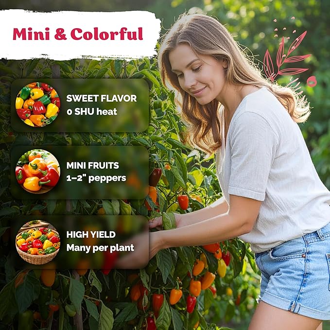 KVITER 50 Mix Sweet Mini Peppers Seeds (Capsicum annuum) – Mini Sweet Peppers Seed Packets Bell Pepper For Vegetable Garden – Non GMO Heirloom Dwarf Vegetable Seeds for Containers and Home Garden Beds