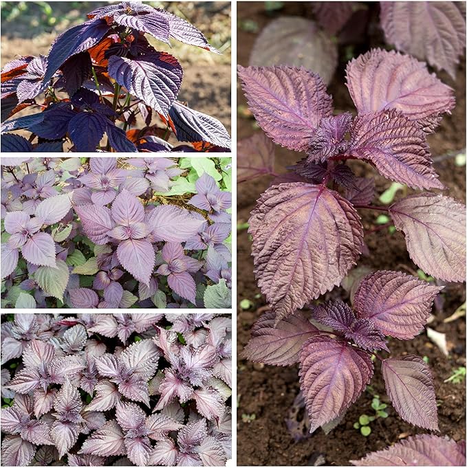 Seed Needs Shiso Seeds for Planting Green & Red Perilla - Non-GMO Heirloom & Untreated Herb Seed to Plant an Indoor/Outdoor Culinary Garden (Collection of 2 Packets)