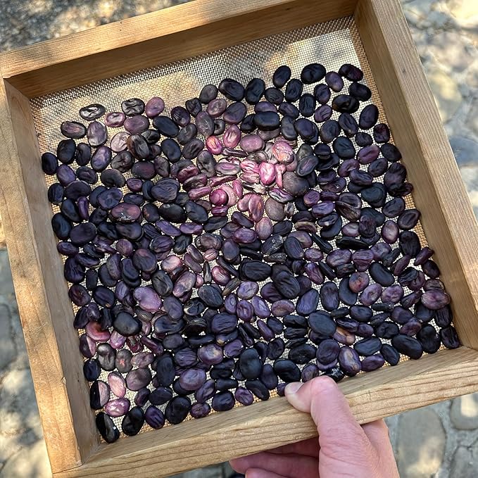 Plant Good Seed Organic Guatemalan Purple Fava Bean Seeds for Planting: Heirloom Vegetable, Light Purple Violet Beans - 10 Seed Packet