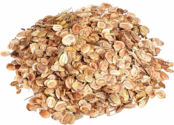 500+ Parsnip Seeds for Planting - All American - Heirloom Non-GMO USA Grown by RDR Seeds
