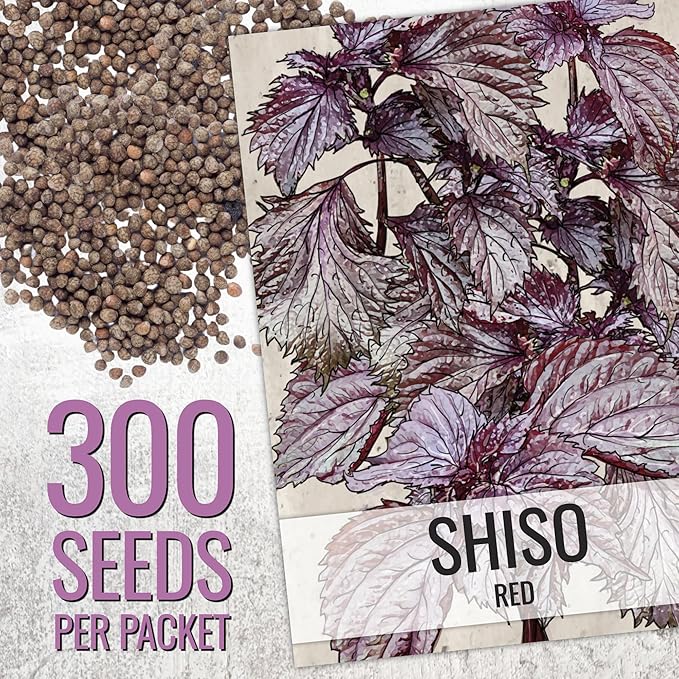 Seed Needs Shiso Seeds for Planting Green & Red Perilla - Non-GMO Heirloom & Untreated Herb Seed to Plant an Indoor/Outdoor Culinary Garden (Collection of 2 Packets)