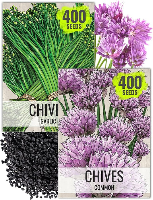 Seed Needs Chive Seeds for Planting Garlic & Common Chives Herbs - Non-GMO Heirloom & Untreated Garden Seed to Plant an Indoor/Outdoor Culinary Garden (Collection of 2 Packets)